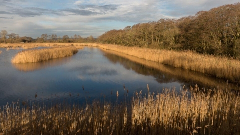 View of Catcott showing water and reed beds