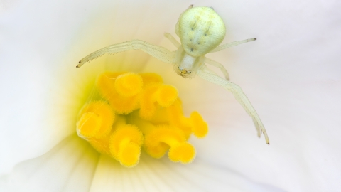 crab spider