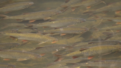 School of Trout