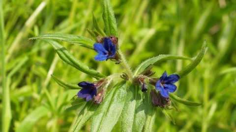 Close-up purple gromwell Peter Baker