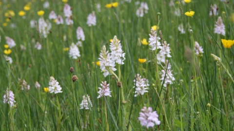 common spotted orchid