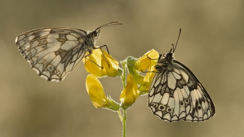 Marble white butterflies