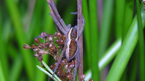 Close-up of raft spider