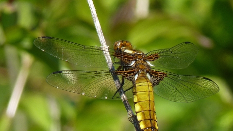 Small bodied chaser Becky Walters