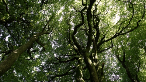 Canopy of trees