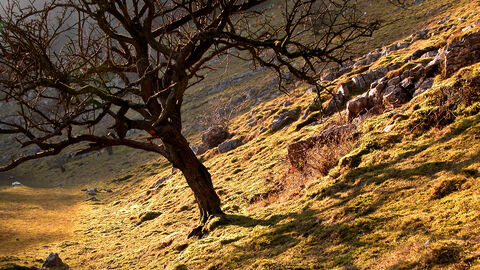 Cheddar Complex | Somerset Wildlife Trust