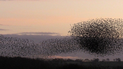 Starling murmurations