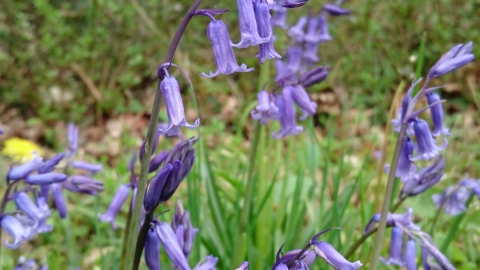 Cloase-up of bluebells Rebecca Walford