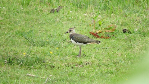 Lone lapwing standing in a field Dave Chown