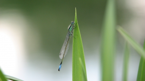 Dameselfly on reed leaf Bob hastie