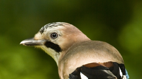 Jay on a branch Ben Simmonds