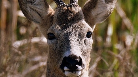 Roe buck at Steart