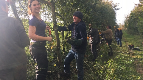 Hedgelaying in the sun