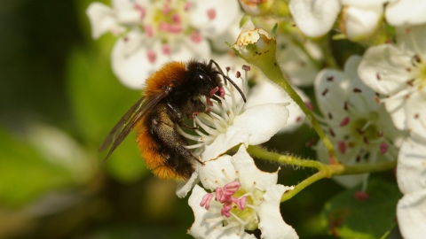 tawny mining bee