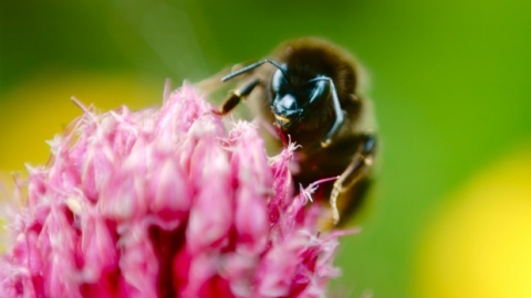 Bumblebee