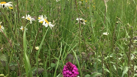 Restored grasslands - Mendip