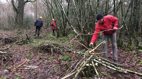 Coppicing- protecting the coppiced stools from browsing deer