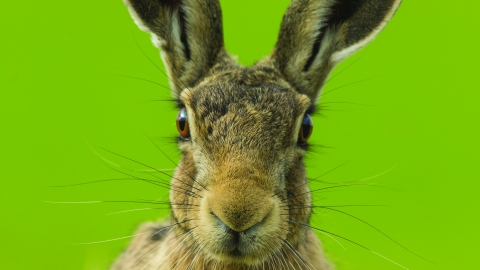 hare