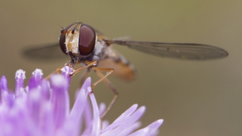 Marmalade hoverfly © Chris Lawrence