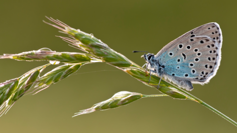 large blue butterfly