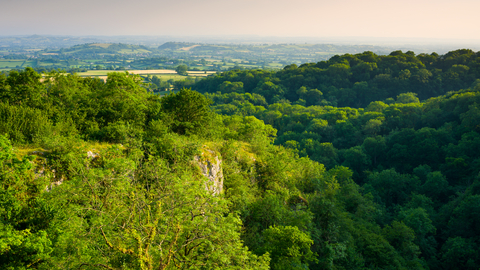 Cheddar tree tops