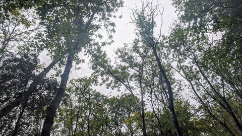 Ash dieback - tree canopy