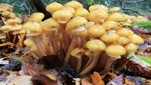 honey fungus