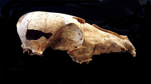 skeleton skull