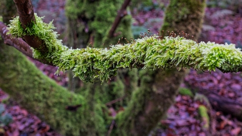 moss