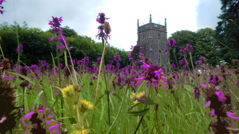 purple stylised flowers in the foreground with a out of focus church in the back