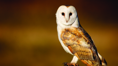 Barn owl