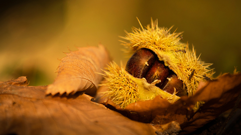 Sweet chestnut