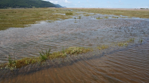 Porlock Marsh