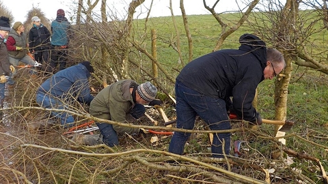 A group of volunteers hedgelaying