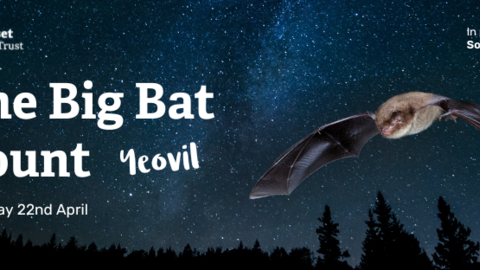 bat count yeovil