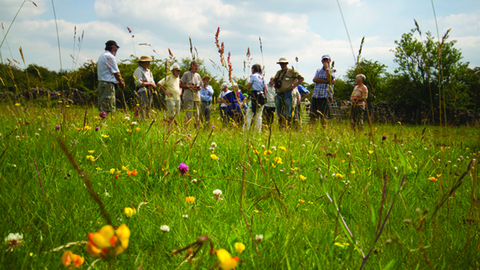 Group of adults in a meadow, looking at flowers