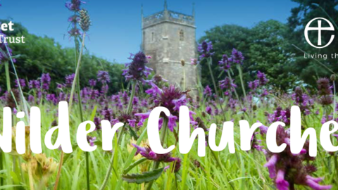 Wilder Churches banner showing native wildflowers growing in a Somerset churchyard