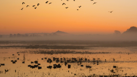 A landscape view at sunset of Catcott Nature Reserve