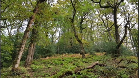 Horner Rainforest