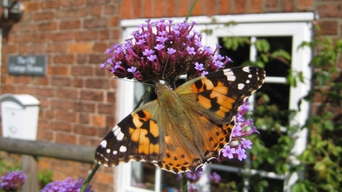 wildlife garden