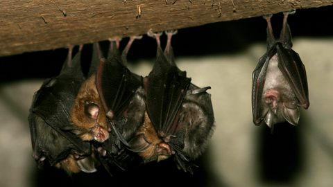 bat roost
