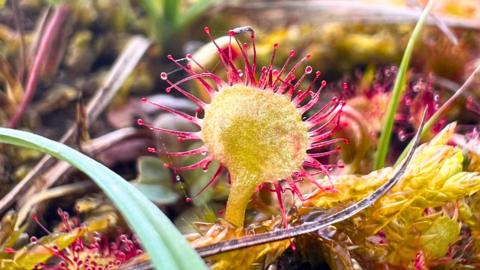 Bright, colourful image of round-leaved sundew