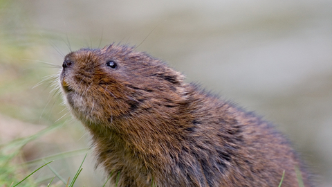 Water vole sniffing the air