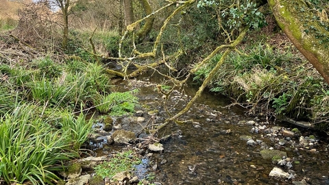A beck runs through rewilding site Heal Somerset with trees on the riverbank