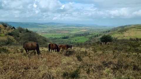 quantock hill