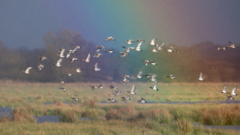 A rainbow over Catcott Nature Reserve