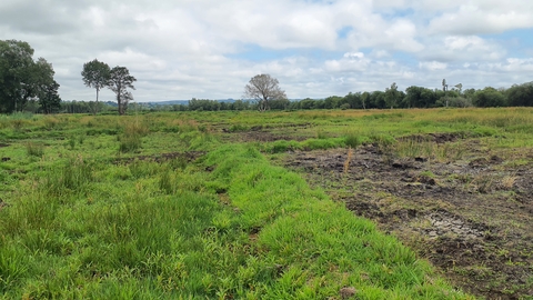 peat field