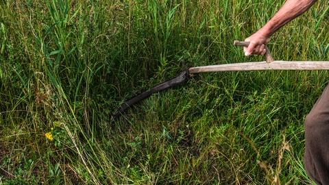 man cutting grass with scythe