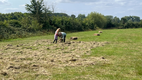 Hay spreading in the area where we want to establish a meadow