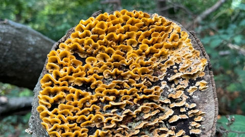 A stump of a tree facing towards the camera with yellow, orange and brown wavy fungi covering the whole surface area